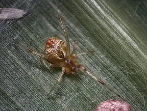 Araña de tela desordenada/Cryptachaea sp.