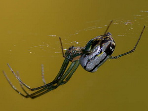 Araña plateada/Leucauge sp.