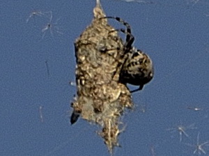 Araña tejedora/Metepeira sp.