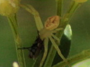 Araña cangrejo/Misumenops sp.