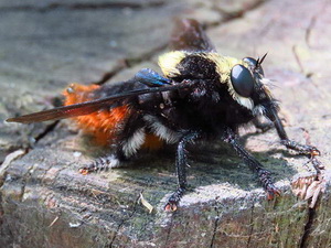 Moscardón caza-abejas/Mallophora ruficauda