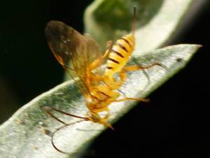 Avispa parásita/Neotheronia sp.