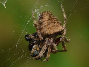 Araña tejedora/Parawixia sp.