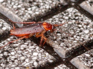Cucaracha roja/Periplaneta americana
