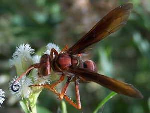 Avispa cazadora de araña/Poecilopompilus sp.