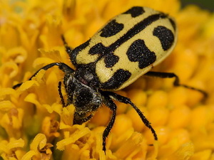 Soft-winged flower beetle/Astylus atromaculatus
