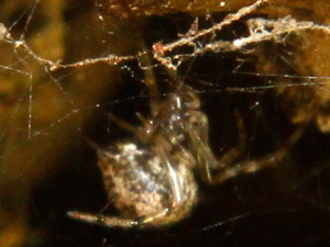 Arañas de tela desordenada - Familia Theridiidae