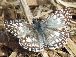 Orcus checkered skipper/Pyrgus orcus