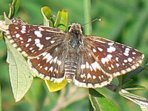 Argentine checkered skipper/Pyrgus orcynoides