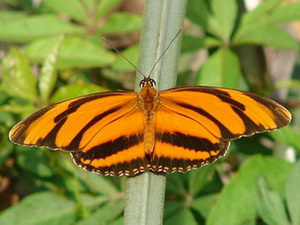 Banded orange/Dryadula phaetusa