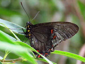 Polystictus swallowtail/Battus polystictus