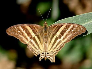 Many-banded Daggerwing/Marpesia chiron