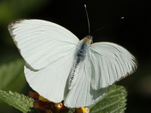 Great southern white/Ascia monuste