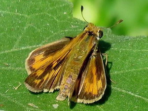 Saltarina amarilla/Hylephila phileus