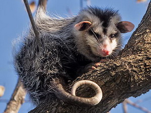White-eared Opossum