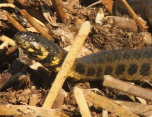 Colubroidean snake