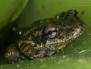 Dwarf snouted tree frog