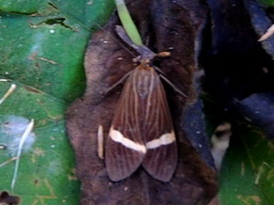 Tiger moth/Aclytia heber