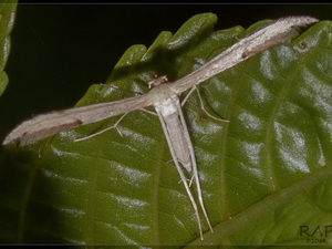 Plume moth/Adaina sp.