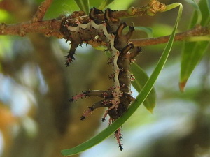 Polilla de la calavera/Citheronia brissotii meridionalis