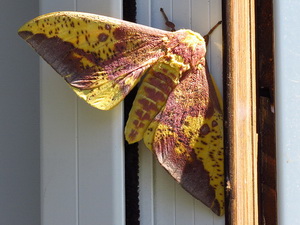 Imperial moth/Eacles imperialis magnifica