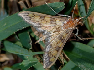 Crambide snout moths-Family Crambidae