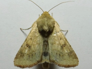 Owlet moth/Helicoverpa sp.