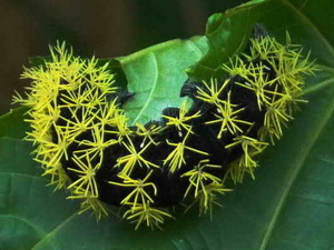 Leucanella viridiscens