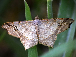 Geometrid moth/Macaria sp.