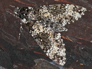 Rustic sphinx moth/Manduca rustica