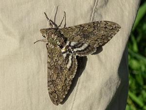 Carolina sphinx moth/Manduca sexta