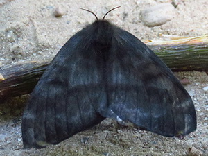 Mariposa negra/Hylesia nigricans