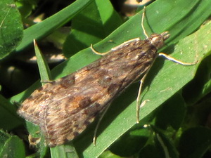 Nomophila sp.
