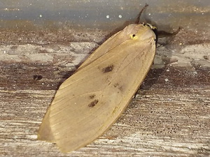 Tiger moth/Opharus rema