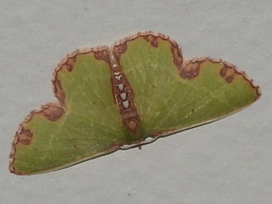Geometrid moth/Synchlora gerularia
