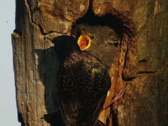 Estornino-pinto/European Starling