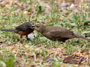 Sietevestidos/Black-and-rufous Warbling-Finch