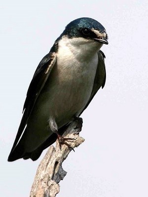 Golondrina ceja blanca/White-rumped Swallow