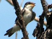 Golondrina ceja blanca/White-rumped Swallow