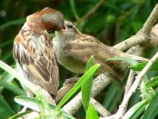 Gorrión/House Sparrow