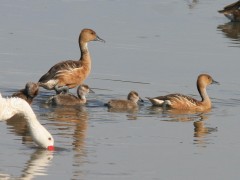 Sirirí colorado/Fulvous Whistling-Duck