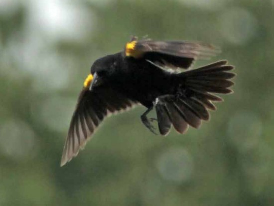 Varillero ala amarilla M/Yellow-winged Blackbird M